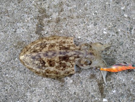 半年ぶりの淡路島